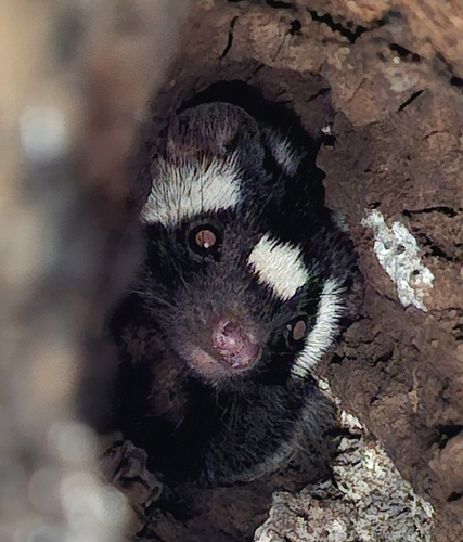 Zorrillo manchado sureño observed by arielsalinassequeira