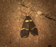 Thallarcha phalarota