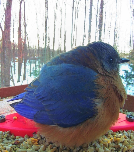 Eastern Bluebird photographed in Maryland