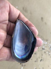Mytilus unguiculatus
