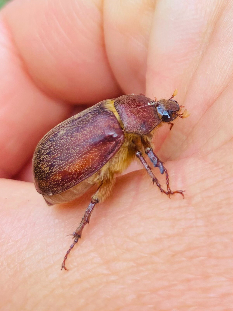 Asthenopholis subfasciata