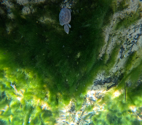 Sternotherus minor