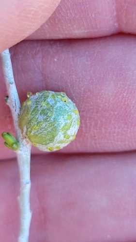 Unknown species found near High Desert, Albuquerque, NM, USA