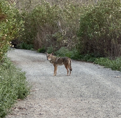 iNaturalist observation photo of Coyote