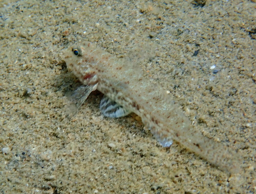 Largetooth goby (Macrodontogobius wilburi) — Gobiidae — 3