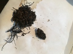 Cephalozia bicuspidata