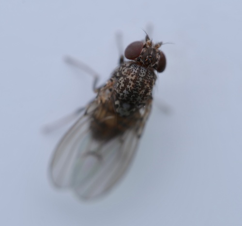 Unknown species found near Roseville Area Middle School, Little Canada, MN, US