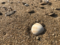 Macridiscus aequilatera