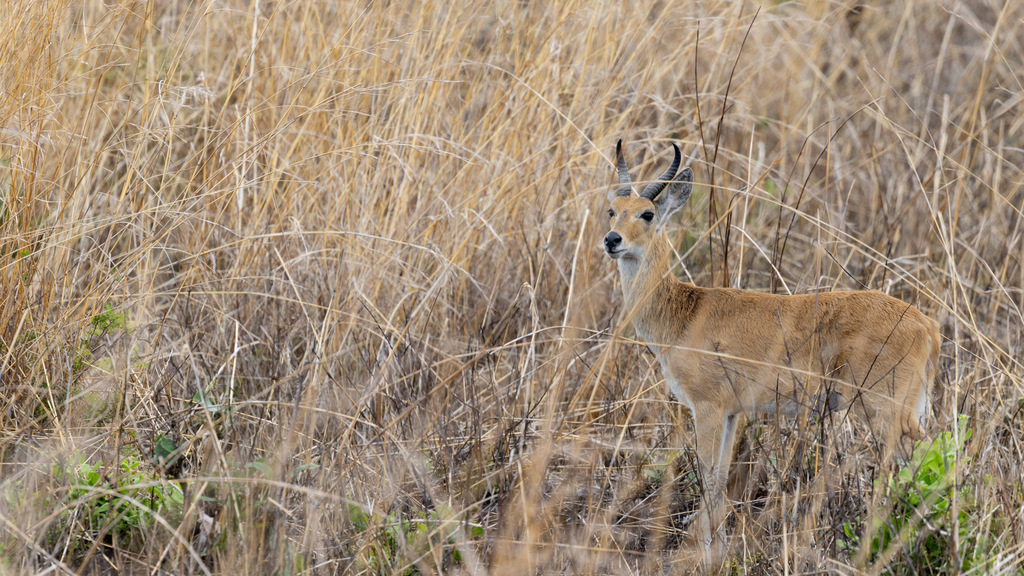 Redunca redunca wardi, Kilosa, Tanzania, by liamhutcheson