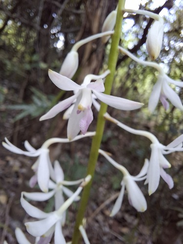 Dipodium squamatum observed 2026-01-25