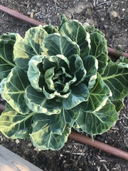 Brassica oleracea gemmifera