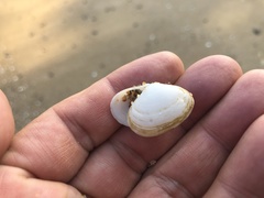 Coecella chinensis