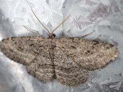 Zermizinga sinuata