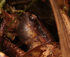 Balu Sticky Frog photo 1