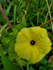 Ipomoea ochracea