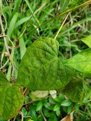 Ipomoea ochracea