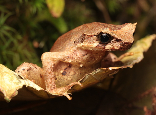 Megophrys longipes, 2025-12-25