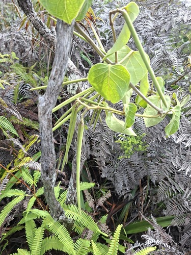 Parsonsia crebriflora observed 2026-02-05