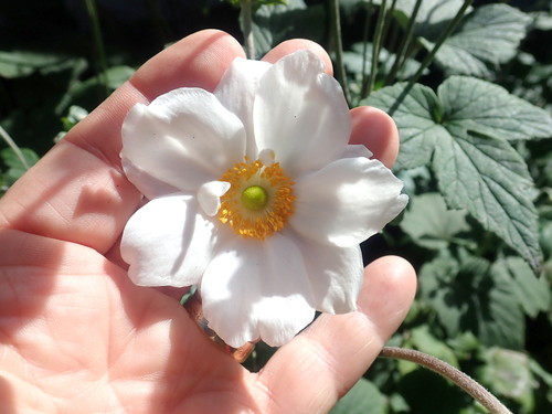 Japanese Anemone (Eriocapitella ×)