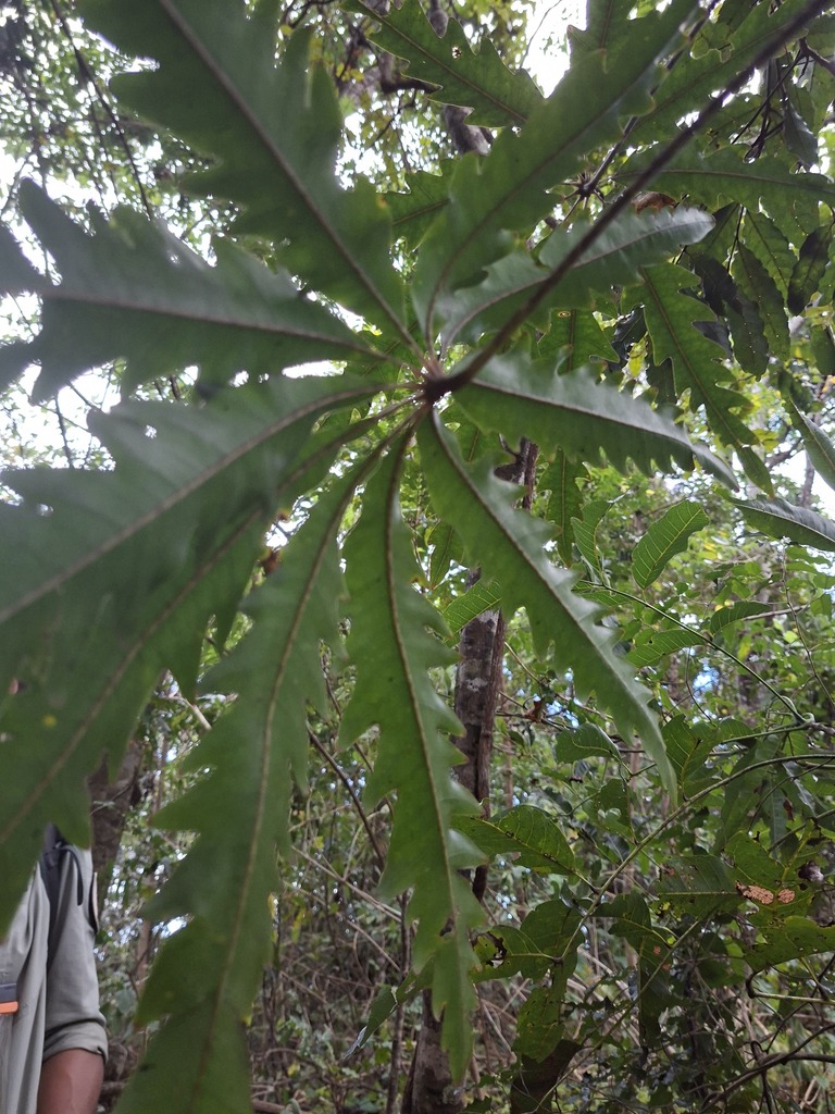 Foto de Arália elegantíssima