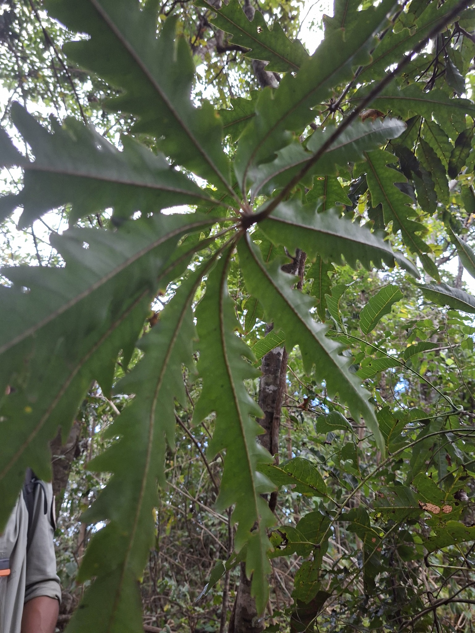 Imagem de Arália elegantíssima