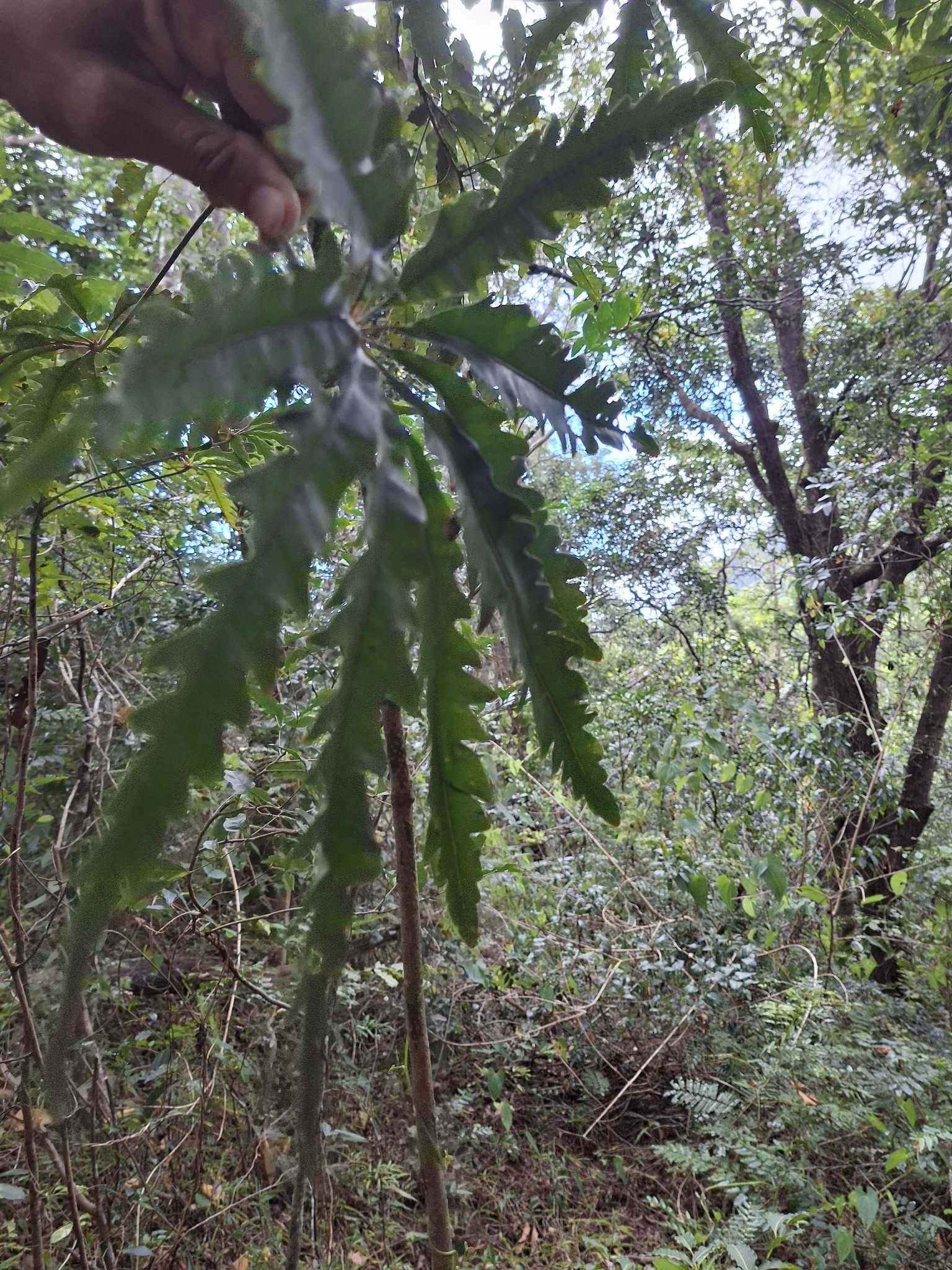 Imagem de Arália elegantíssima