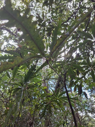 Foto de Arália elegantíssima