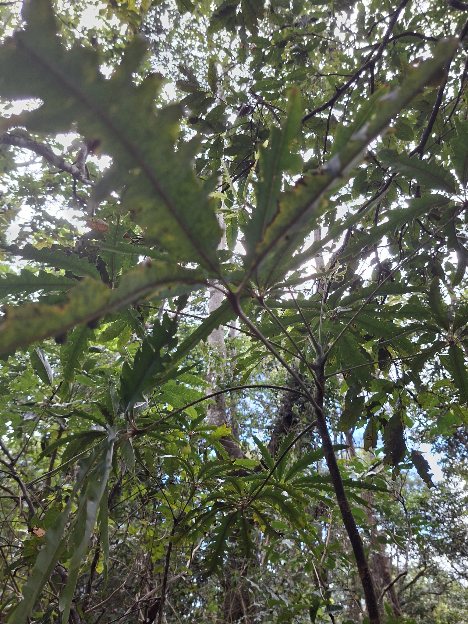 Imagem de Arália elegantíssima