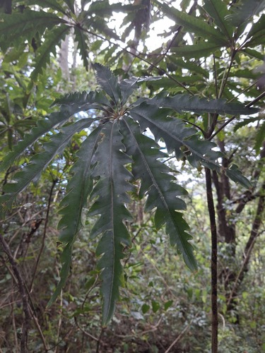 Foto de Arália elegantíssima