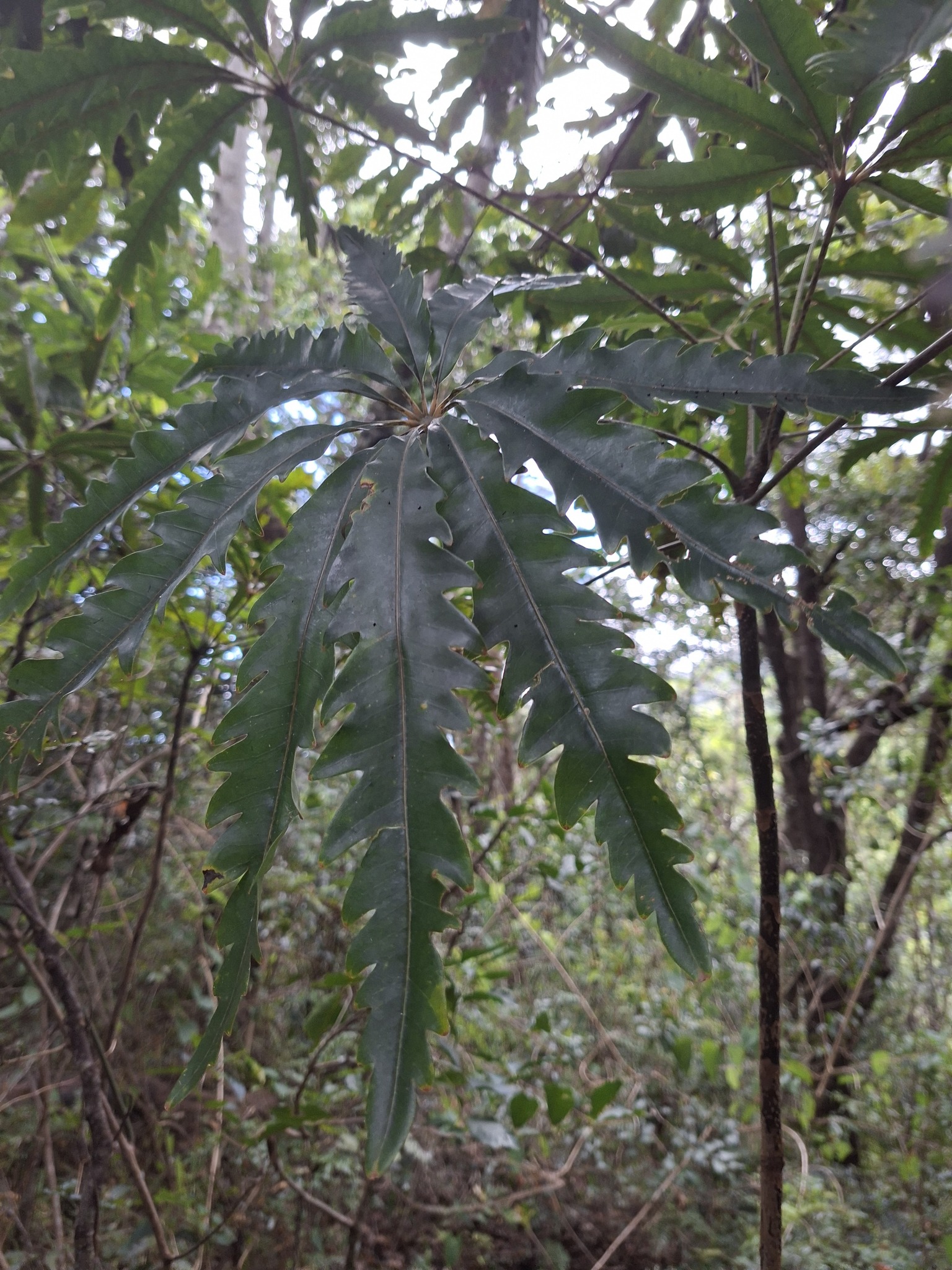 Imagem de Arália elegantíssima