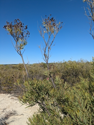 Grevillea polybotrya