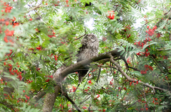 Strix
