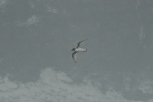 iNaturalist image