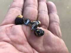 Nerita japonica