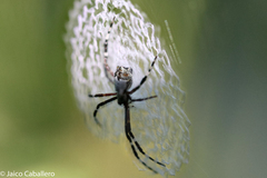 Argiope submaronica
