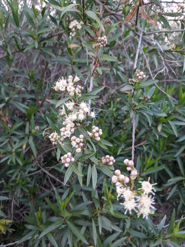 iNaturalist observation photo of mule fat