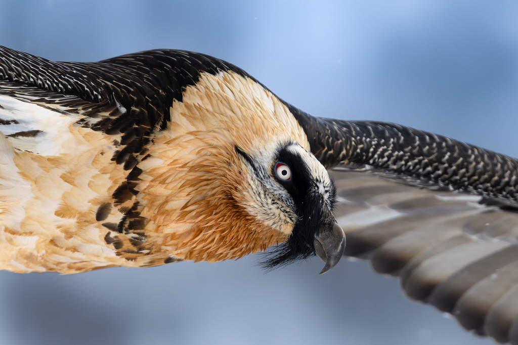 Hawks, Eagles, Kites, and Allies