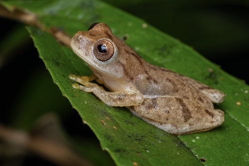 San Carlos Treefrog, Dendropsophus phlebodes