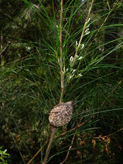 Hakea ochroptera, photograph (c) Lachlan Copeland, some rights reserved (CC BY-SA)