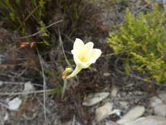Cyrtanthus leucanthus