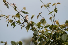 Cisticola chubbi