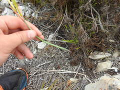 Cyrtanthus leucanthus