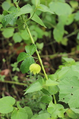 Dalechampia capensis, photograph (c) Suvarna Parbhoo Mohan, some rights reserved (CC BY-SA)