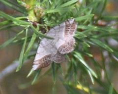 Eumacaria madopata