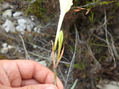 Cyrtanthus leucanthus