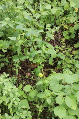 Dalechampia capensis, photograph (c) Suvarna Parbhoo Mohan, some rights reserved (CC BY-SA)