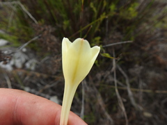 Cyrtanthus leucanthus
