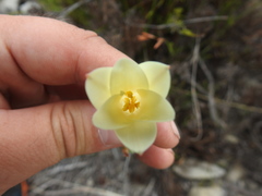 Cyrtanthus leucanthus
