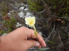 Cyrtanthus leucanthus