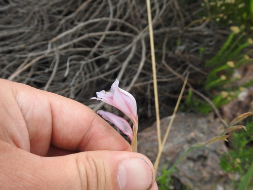 Image of Gladiolus martleyi by (c) Matthew Fainman, some rights reserved (CC BY)